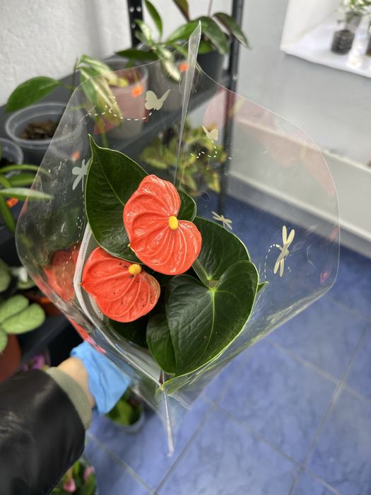 Антуріуми кімнатні квіти