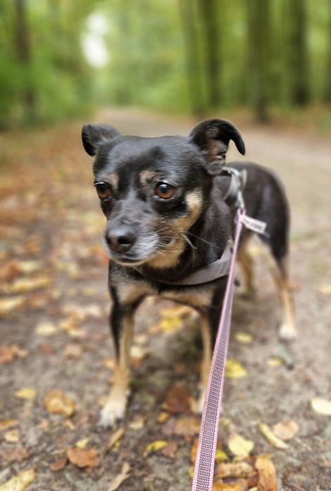 Mikro Sunia pilnie szuka domu