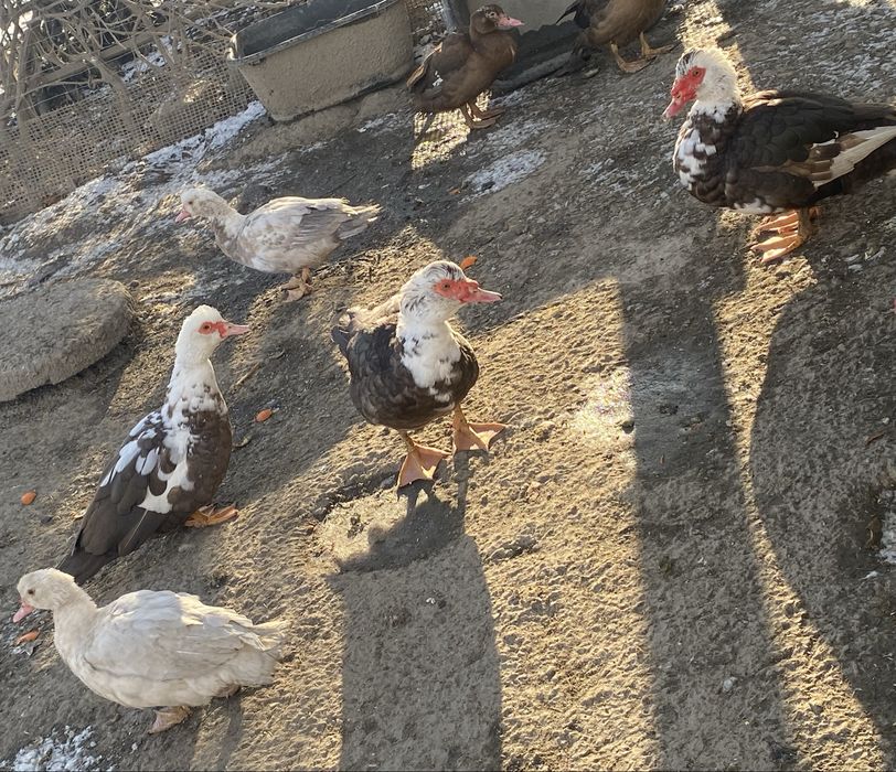 Likwidacja gospodarstwa