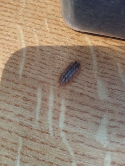 Isopody A. werneri , P. L. Dairy Cow