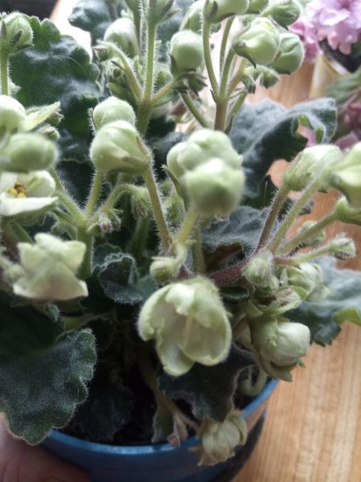 Продам фиалки, саженцы глицинии сиреневой