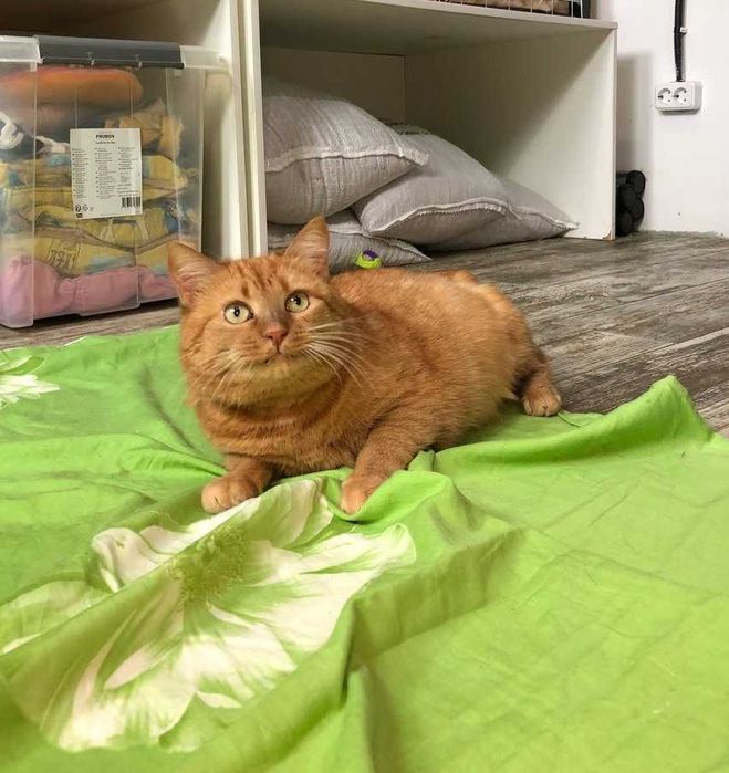 Симпатичная толстушка кошечка Паляничка, особенная кошечка!