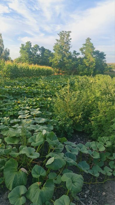 Продаж земельної ділянки.с.Покровське
