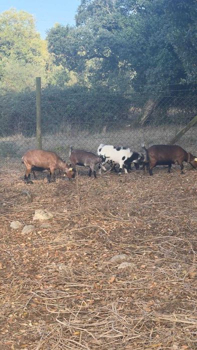 Cabritas e cabrito anão