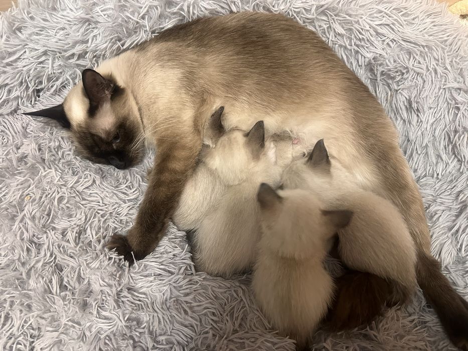 Продам сиамских котят