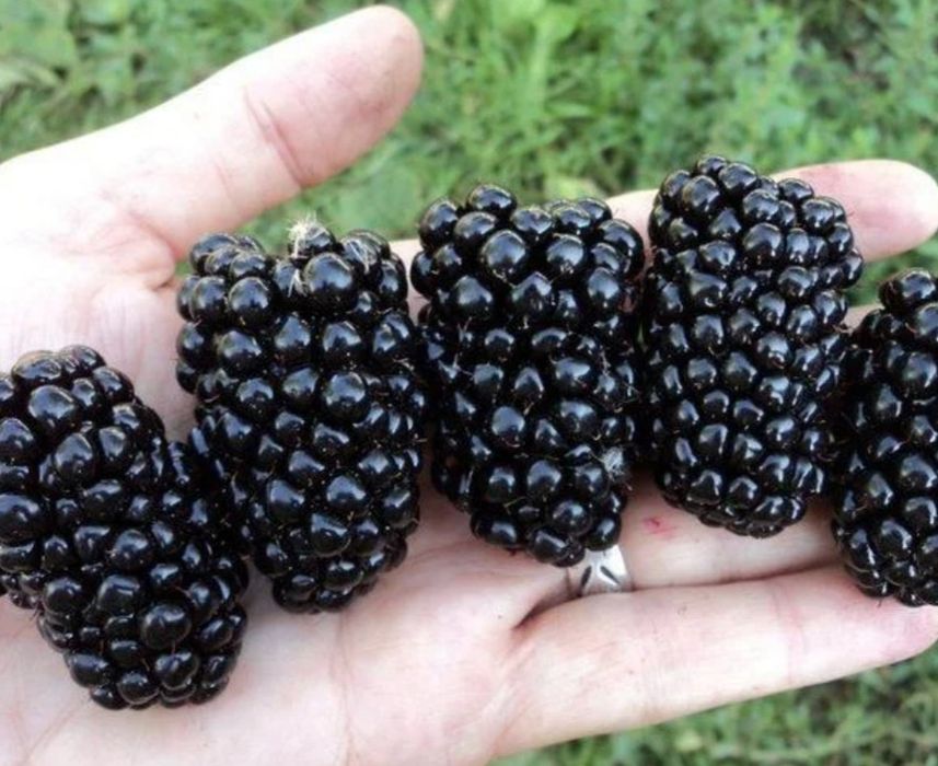 Ожина велика з канадських сортів ,малина 50грн.