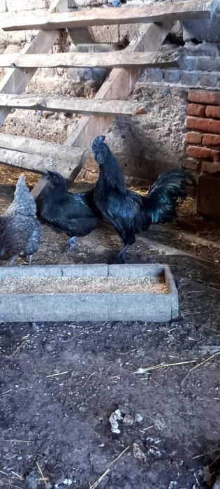 Sprzedam koguta Ayam cemani