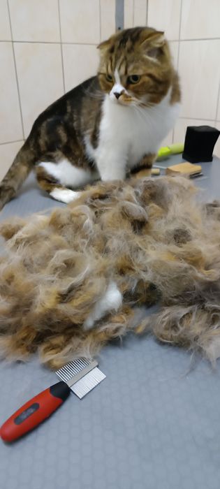 Стрижка котов. Стрижка кошек. Вычесывание кошек. Стрижка собак