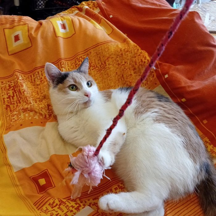 Игривая ручная кошечка, 8 мес. Стерилизована.