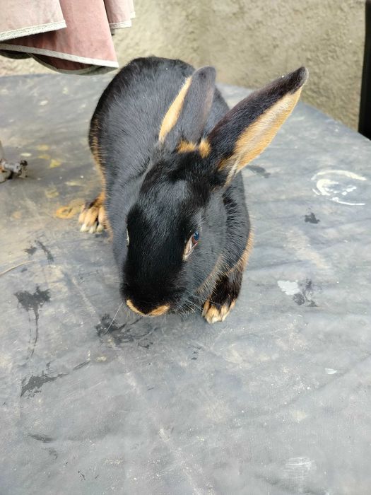 Króliki zajączkowaty samiczka