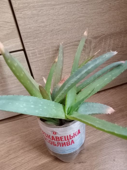 Алое столітник 3 роки