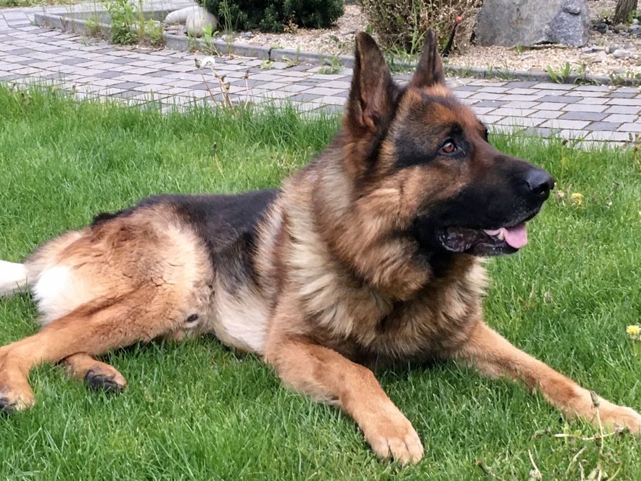Кобель немецкой овчарки для вязки вязка собак Днепр: 1 000 грн. - В ...