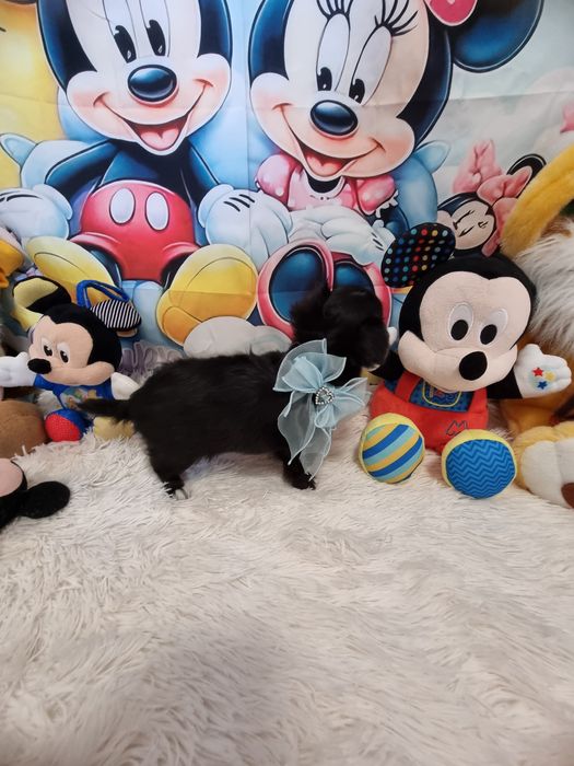 Chihuahua Macho de pêlo comprido c Pedigree e afixo