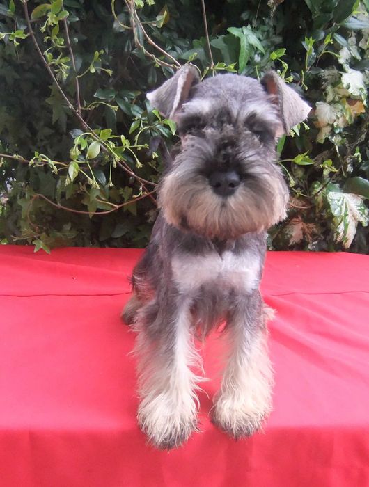 cachorro schnauzer miniatura sal e pimenta