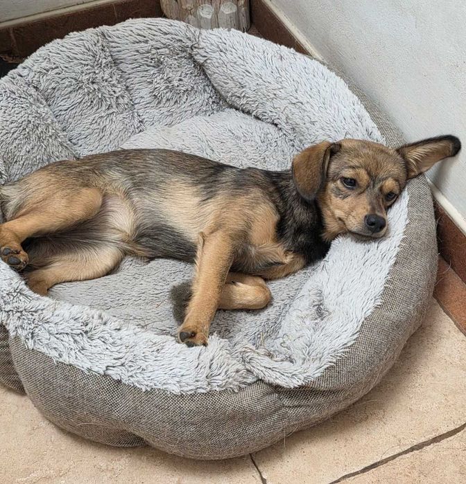 Pipi do adopcji - urocza pięciomiesięczna kundelka.