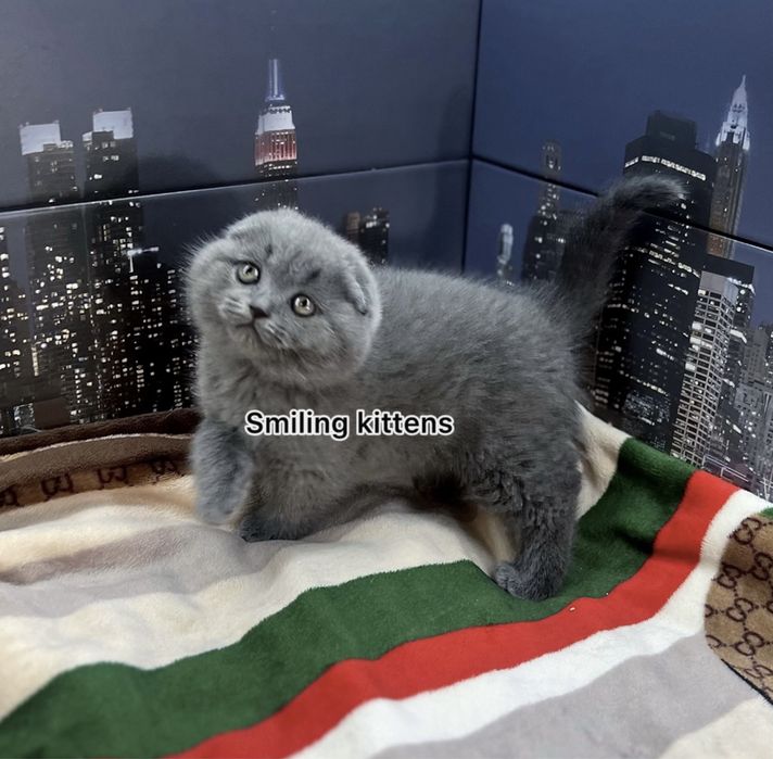 Кошенята живуть у нашому ДНК