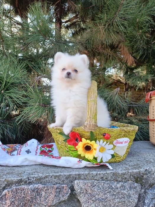 Плюшева біла трійця шукають родину!