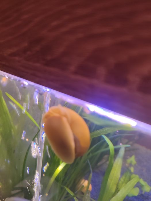 Сімейна пара ампулярій