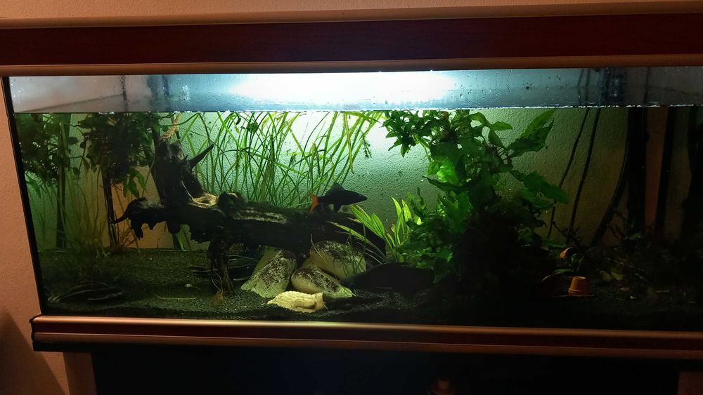 Aquario 200l com peixes plantas e tronco, a funcionar