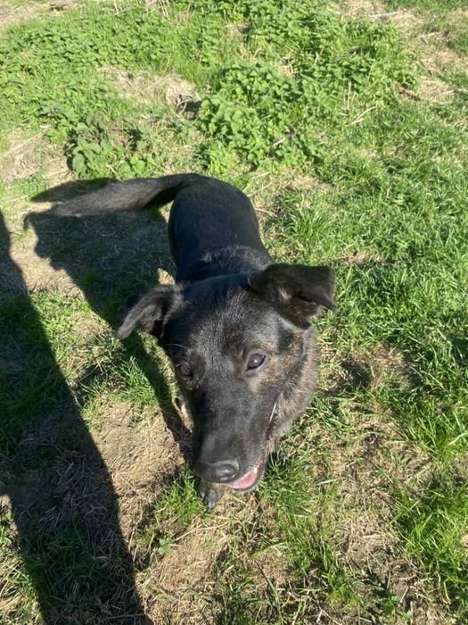 Kochany słodziakAzi szuka domku