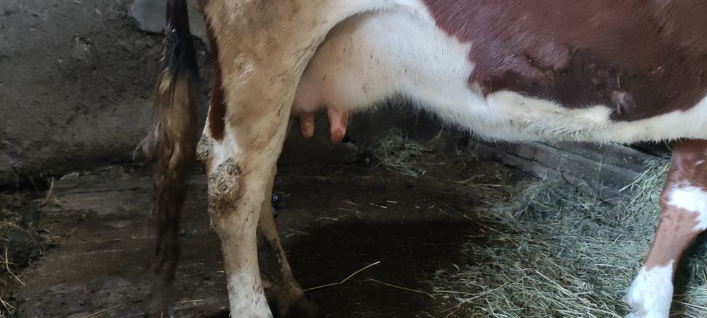 Продам корову на хозяйство