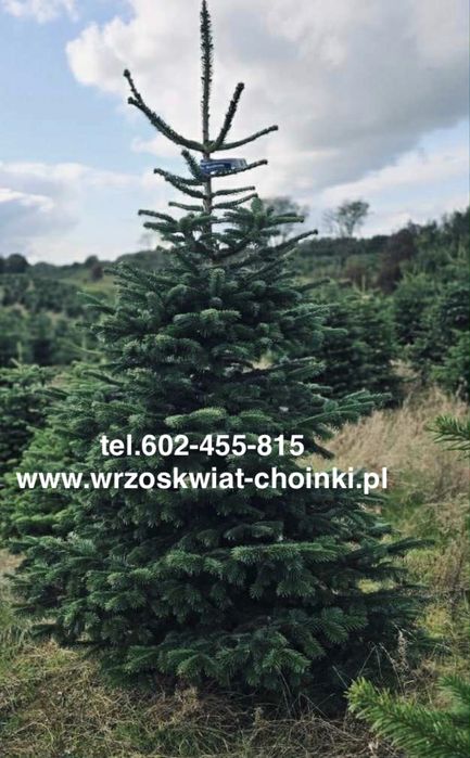 Jodła kaukaska cięta 1.80-2.50  jodły świerki choinki