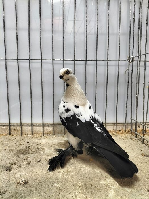 Gołębie ozdobne, motyl warszawski.