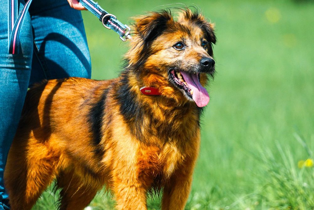 GUCIO - śliczny, łagodny psi senior