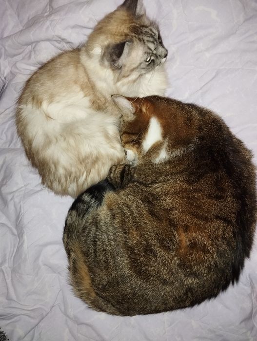 Кастрація кішок та котів