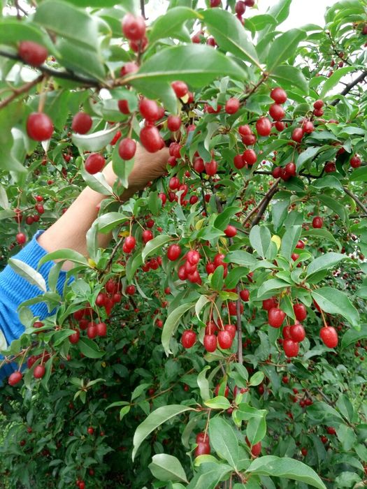 Маракуя  азимина гумі ірга