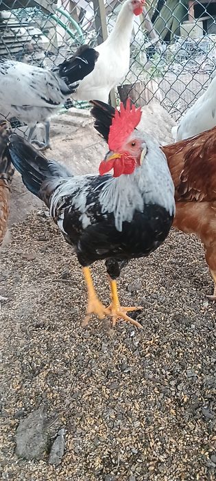 Sprzedam kogutki