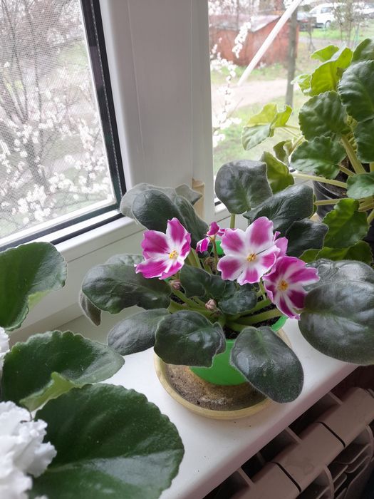 Фиалок нежные букетики