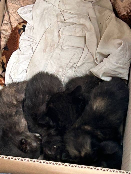 Отдам котят в добрые руки