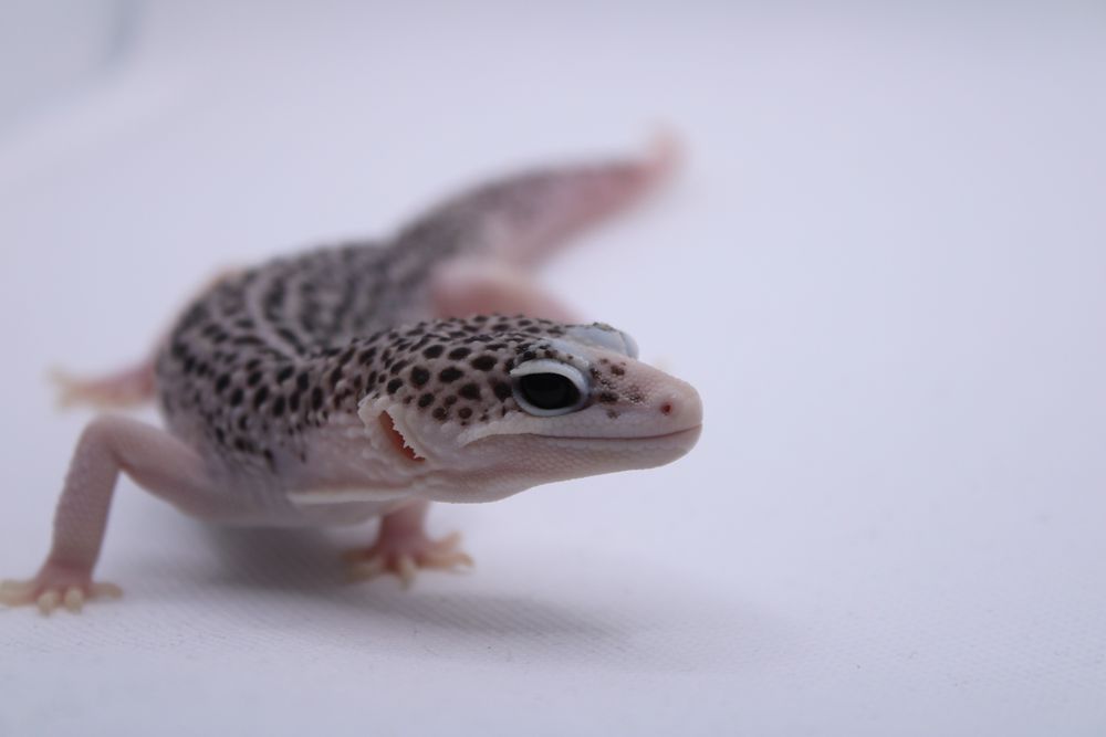 Eublefar Lamparci