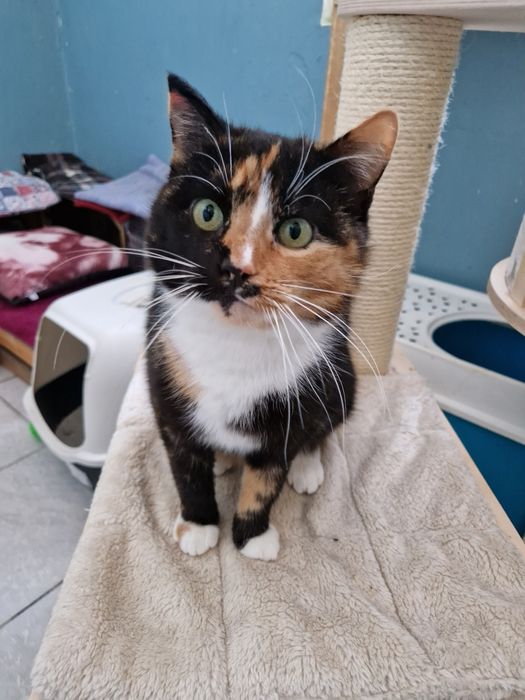 Meliska pięknie umaszczona kotka.