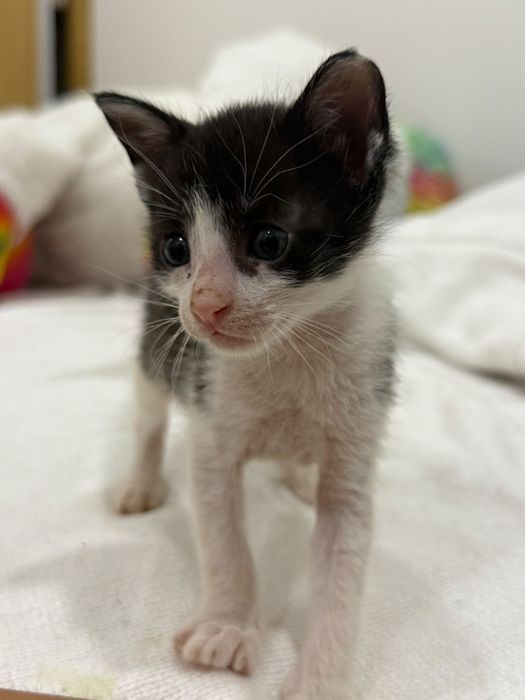 Gatinhos para adoção responsável