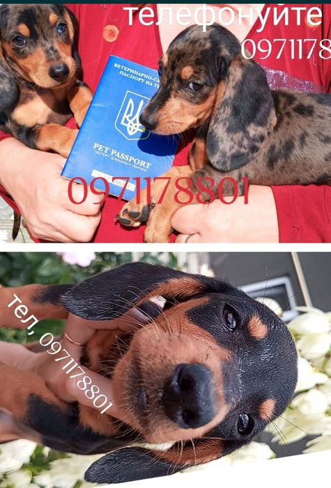 Ваша дитина мріє про найкращий подарунок у світі - це цуцення.