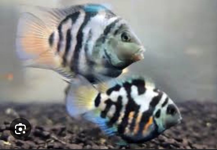 Сапфировый попугай, Цихлида