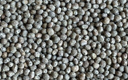 Łubin słodki zbiory 2025