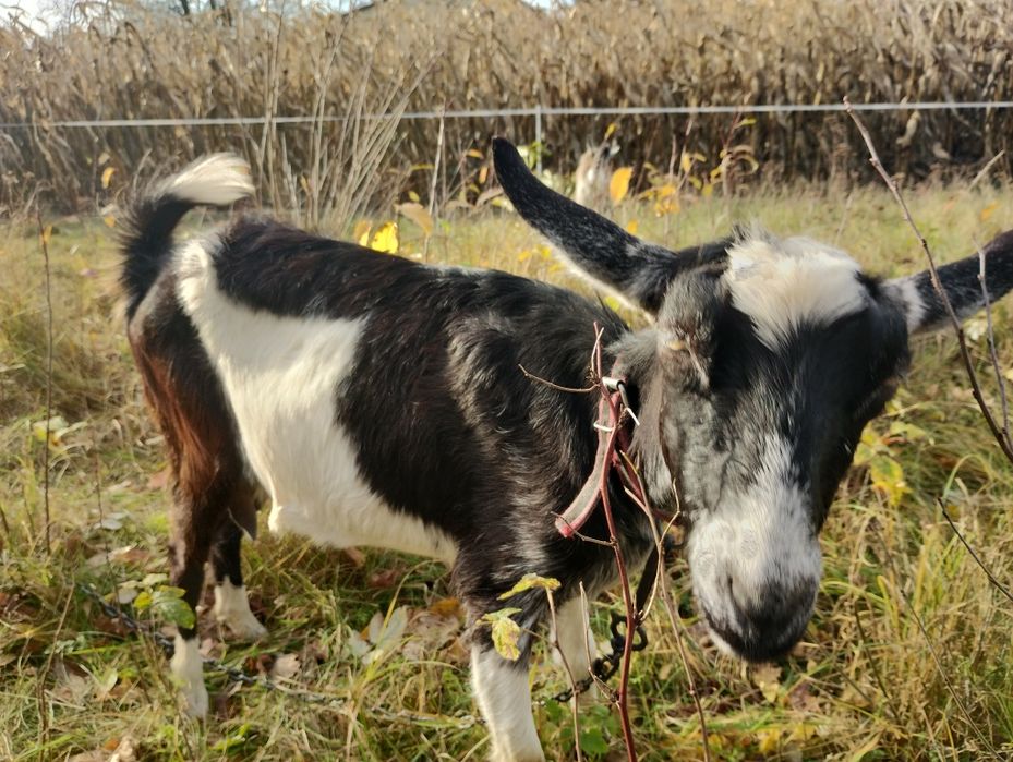 Koza mleczna 50% anglonubijska zakocona
