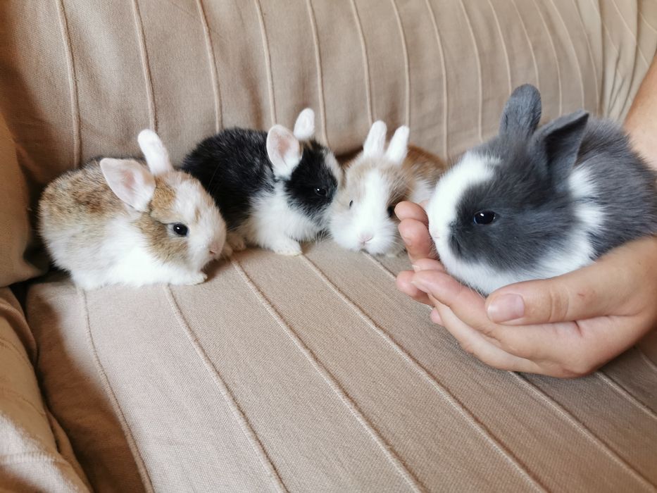 Mini Coelhos anões + gaiola nova + alimentação adequada