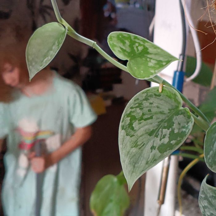 scindapsus silver Ann-cięty szczyt