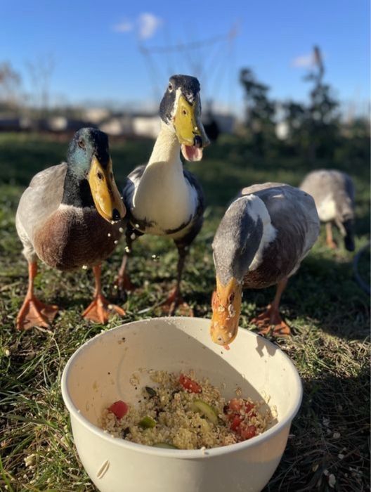 Biegus indyjski pisklęta