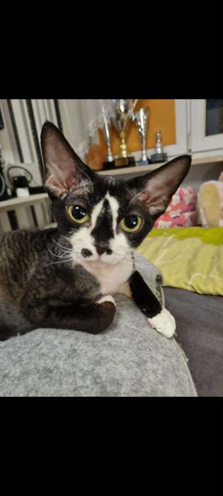 Kocięta koty Devon Rex