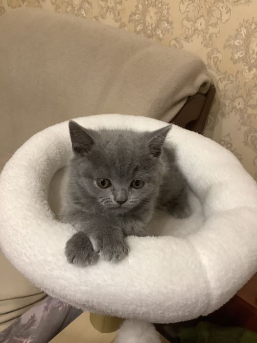 Котенок в подарок