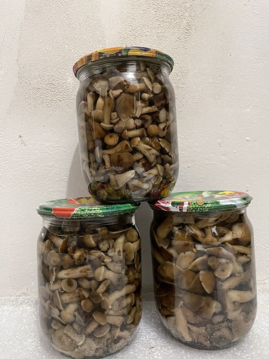 Гриби опеньки(опята)