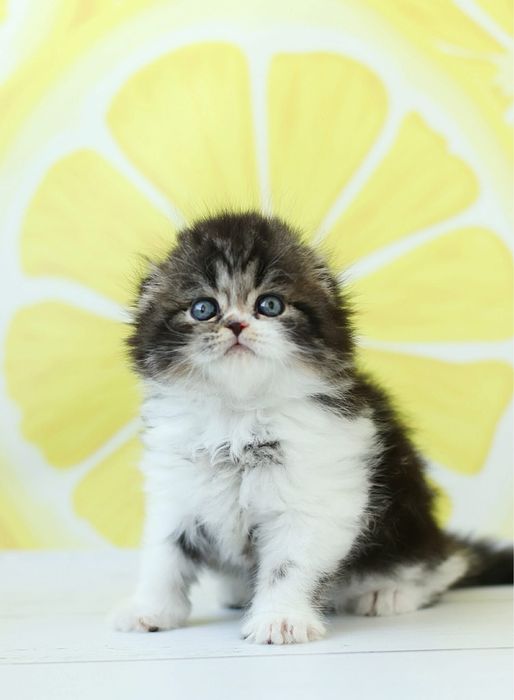 Фоны для фото 150*100