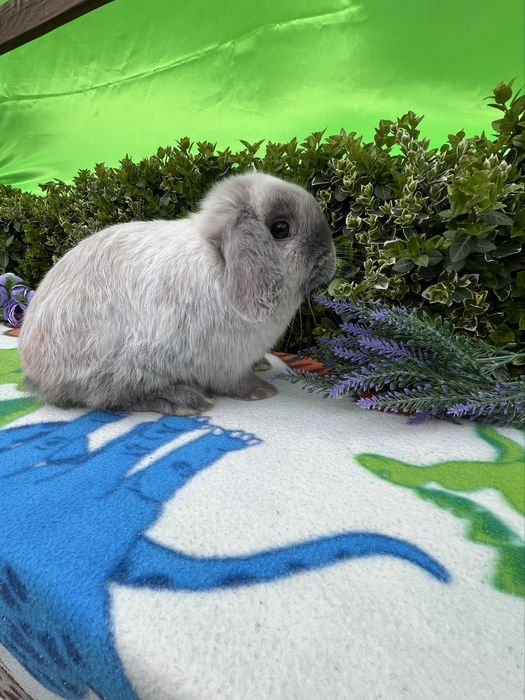 Бронь.NHD.Карликові кролики,висловухі баранч