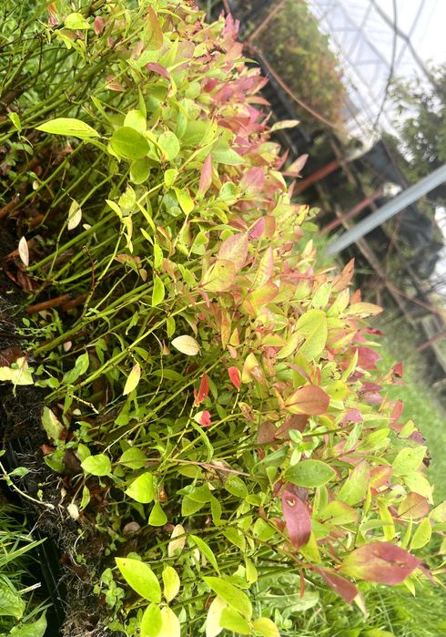 Sadzonki borówki wysokiej "amerykańskiej" - Elliott multiplat 104