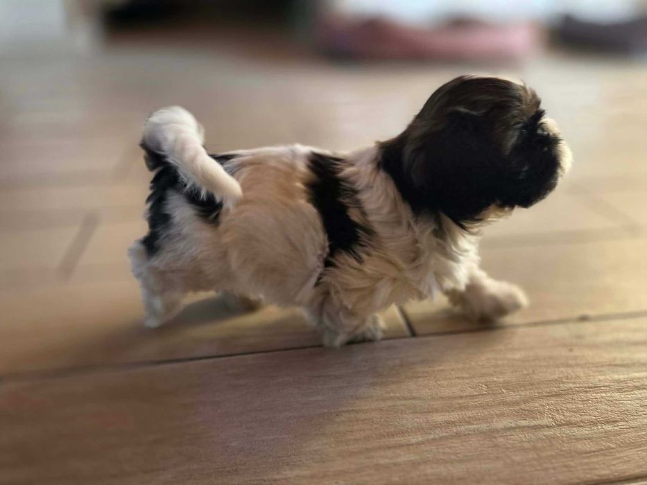 sprzedam szczeniaki shih tzu